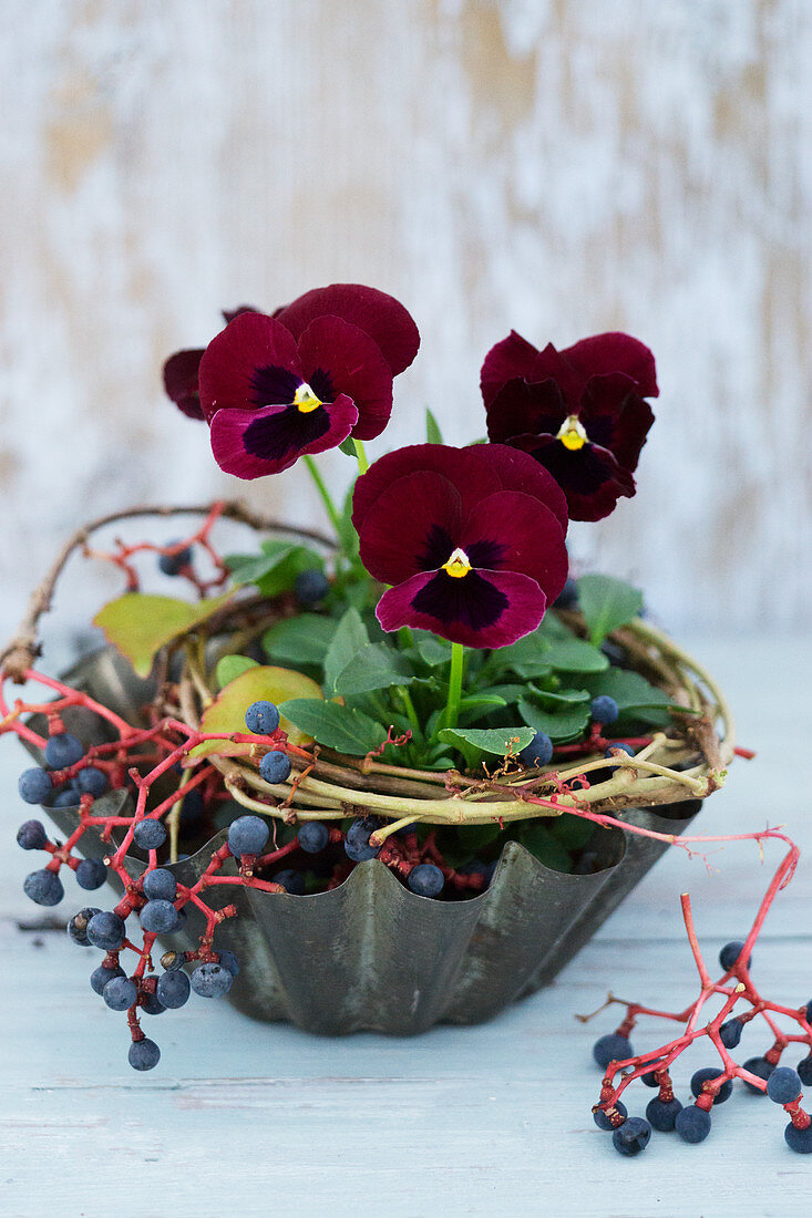 Violas in old cake tin with wreath of twigs and Virginia creeper berries