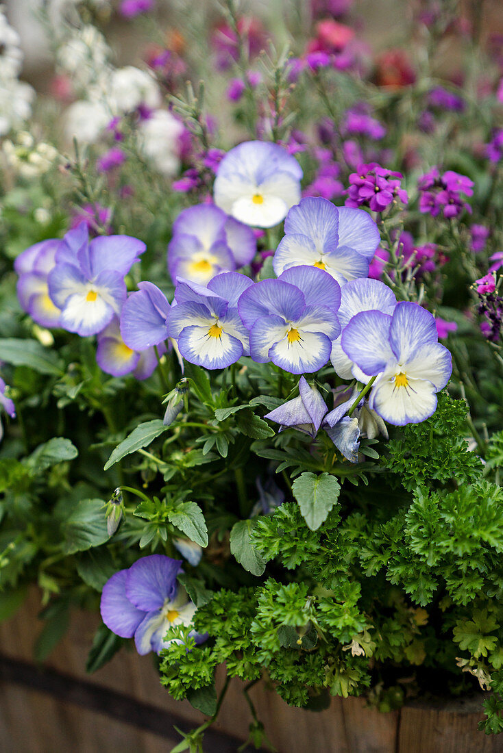 Violett blühende Stiefmütterchen und krause Petersilie im Blumenkasten