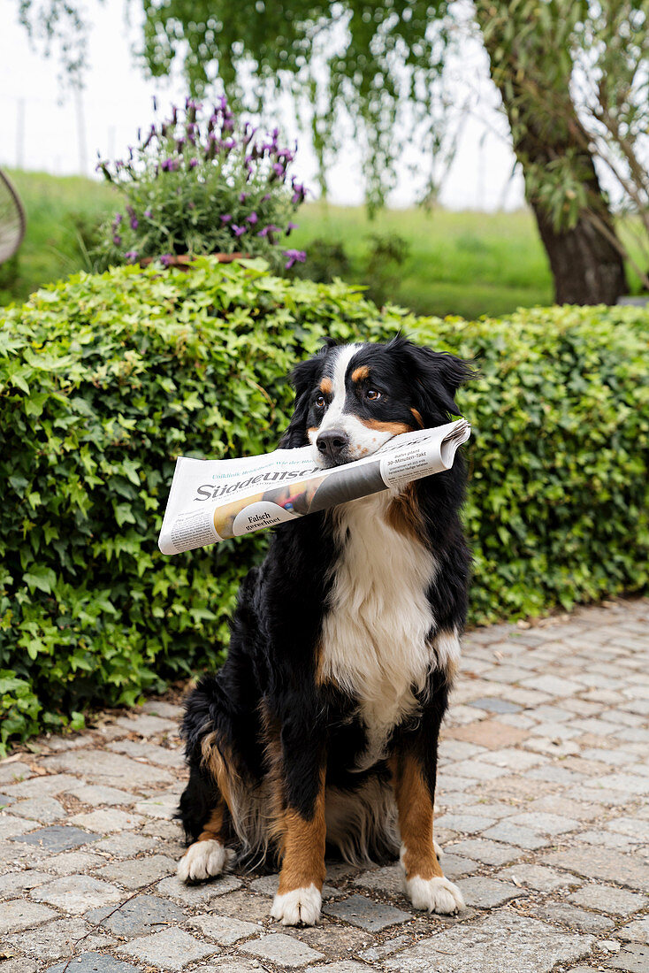 Berner Sennenhund im gepflasterten Hof mit Zeitung in der Schnauze