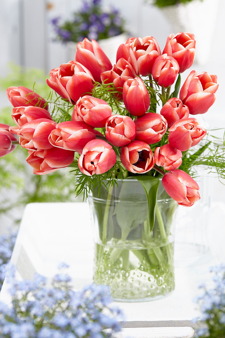 Tulipa 'Kelly' in Glasvase