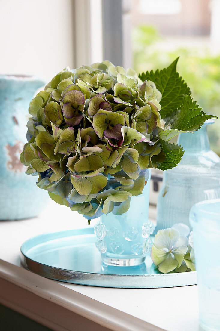 Grüne Hortensienblüte in der Vase