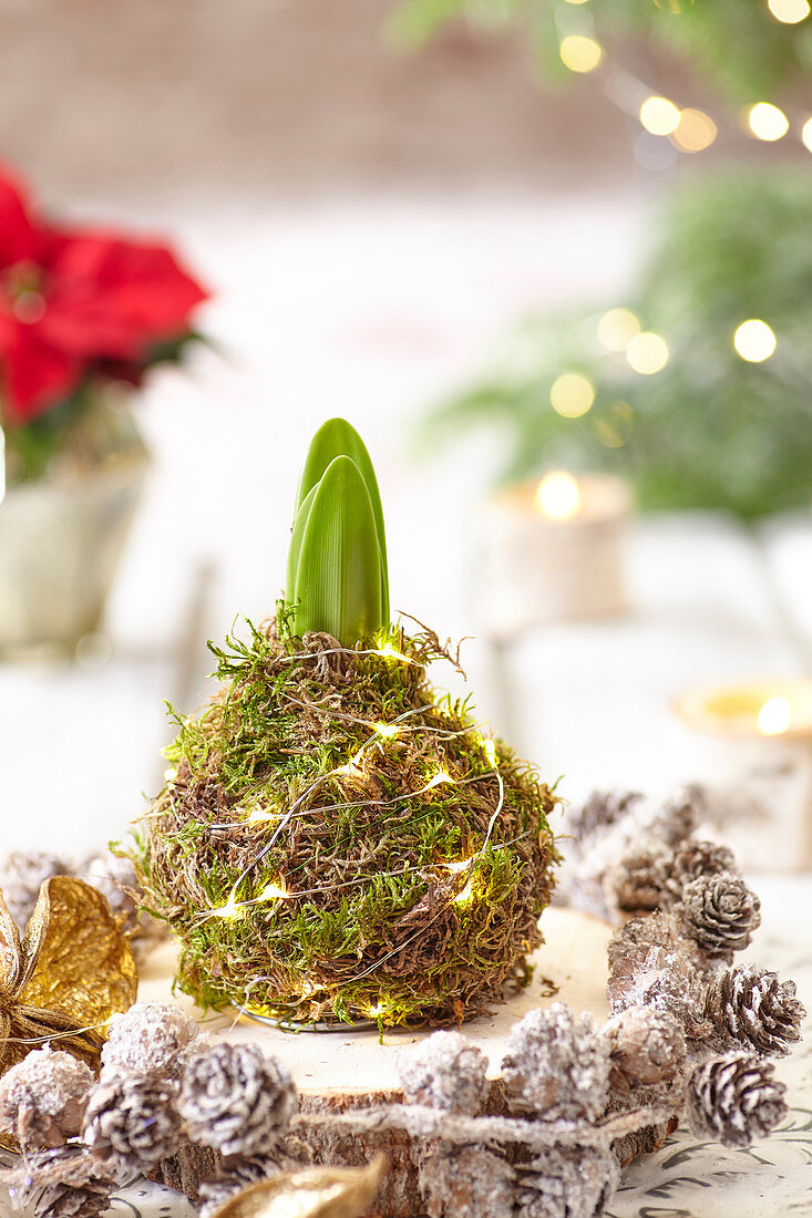 Amaryllis-Zwiebel weihnachtlich in Mooskugel mit Lichterkette