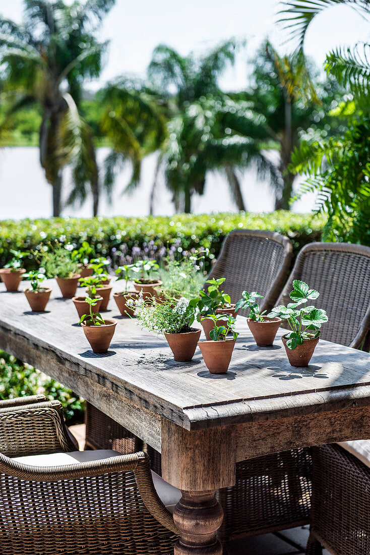 Many different plants in clay pots as decoration on a patio table