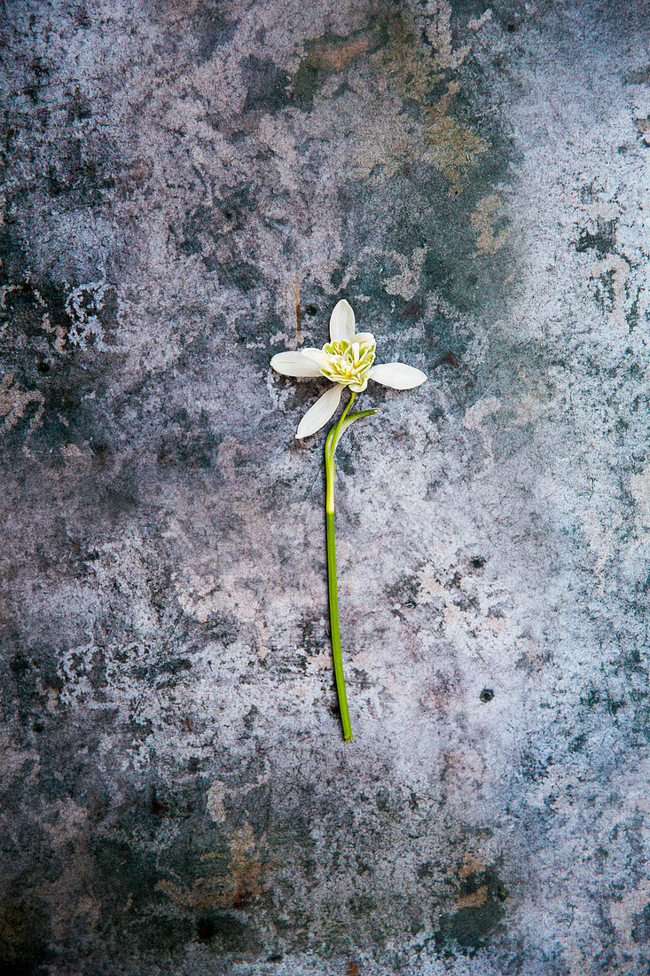 A blooming snowdrop on a grey background