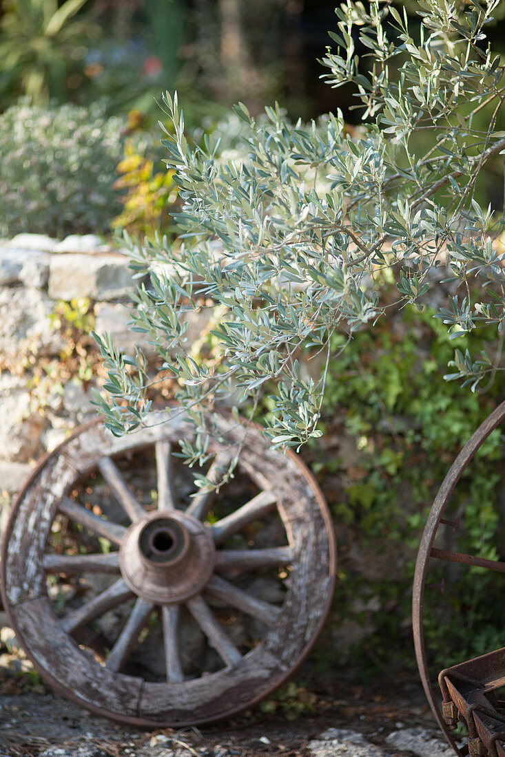 Old cart wheel and olive tree in front of stone wall