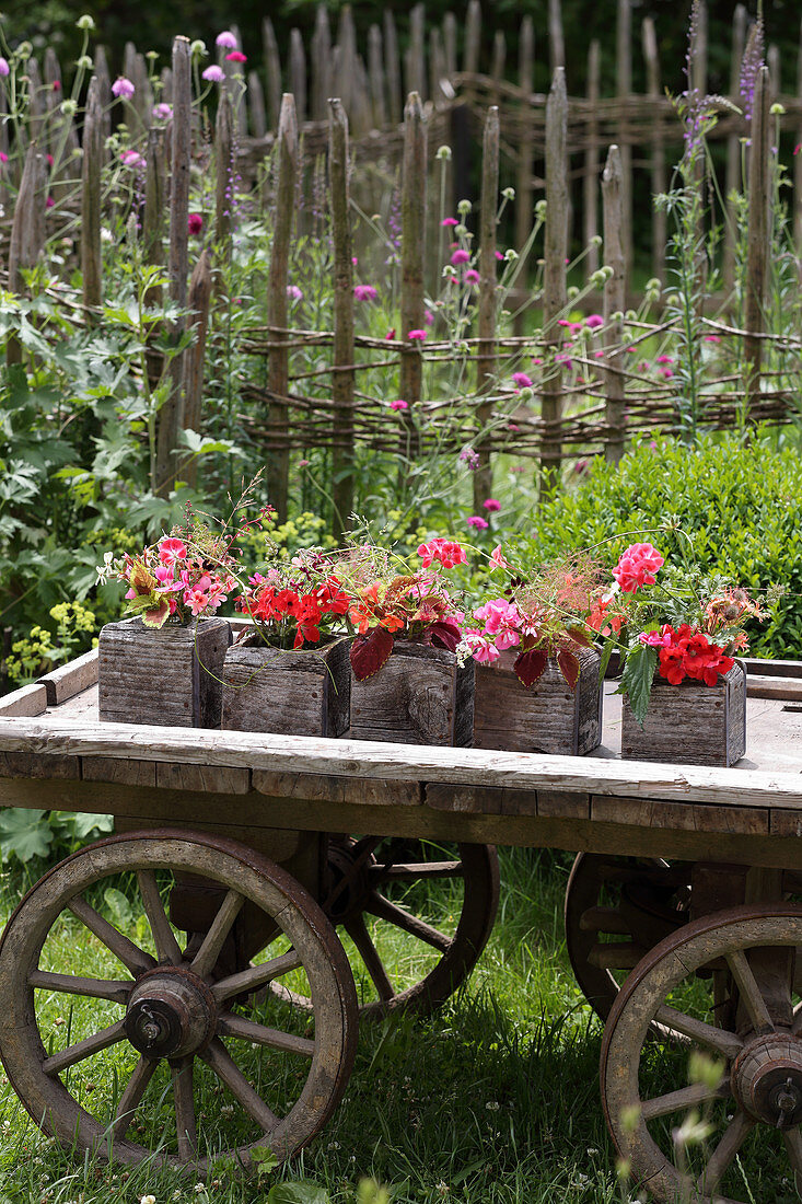 Gartendeko mit Geranien und Buntnesseln in eckigen Pflanzgefäßen auf altem Holzwagen