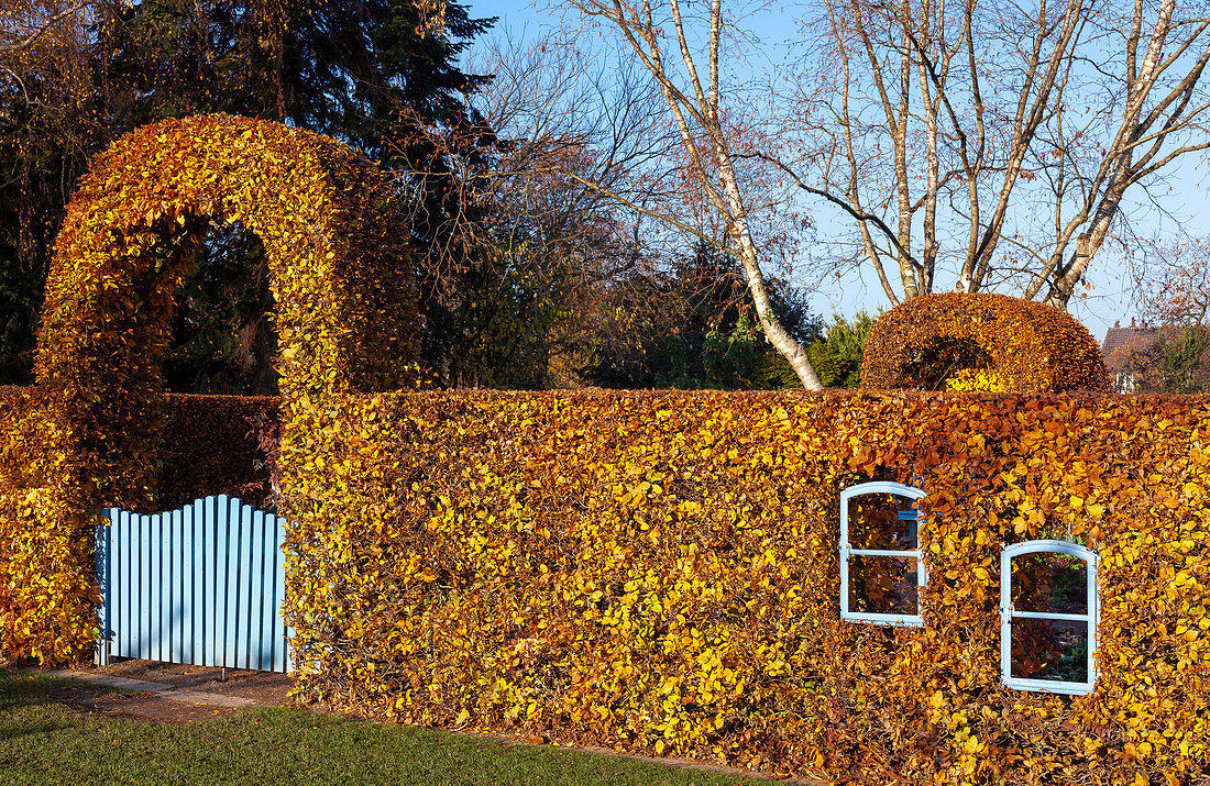 Herbstliche Buchenhecke mit Fenster und Gartentor (Kreislehrgarten, Steinfurt, Deutschland)