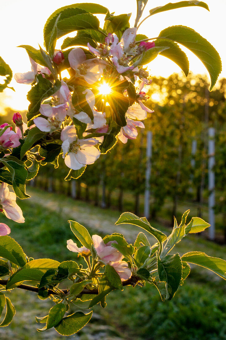Apfelblüte in der Morgensonne