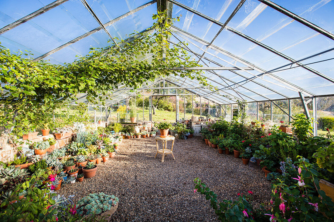 Large greenhouse with gravel bed and ornamental plants in plant pots