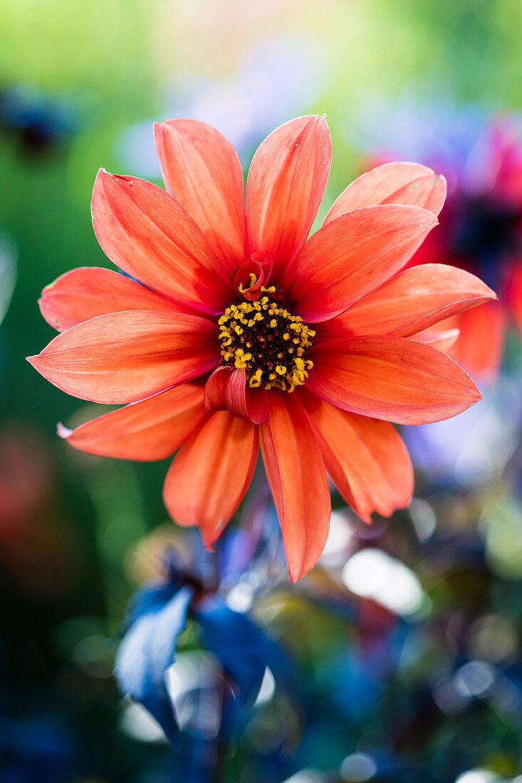 Salmon-colored dahlia against a blurred background