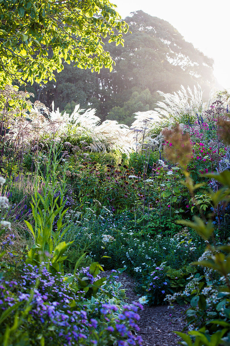 Morning light in the near-natural garden with perennials