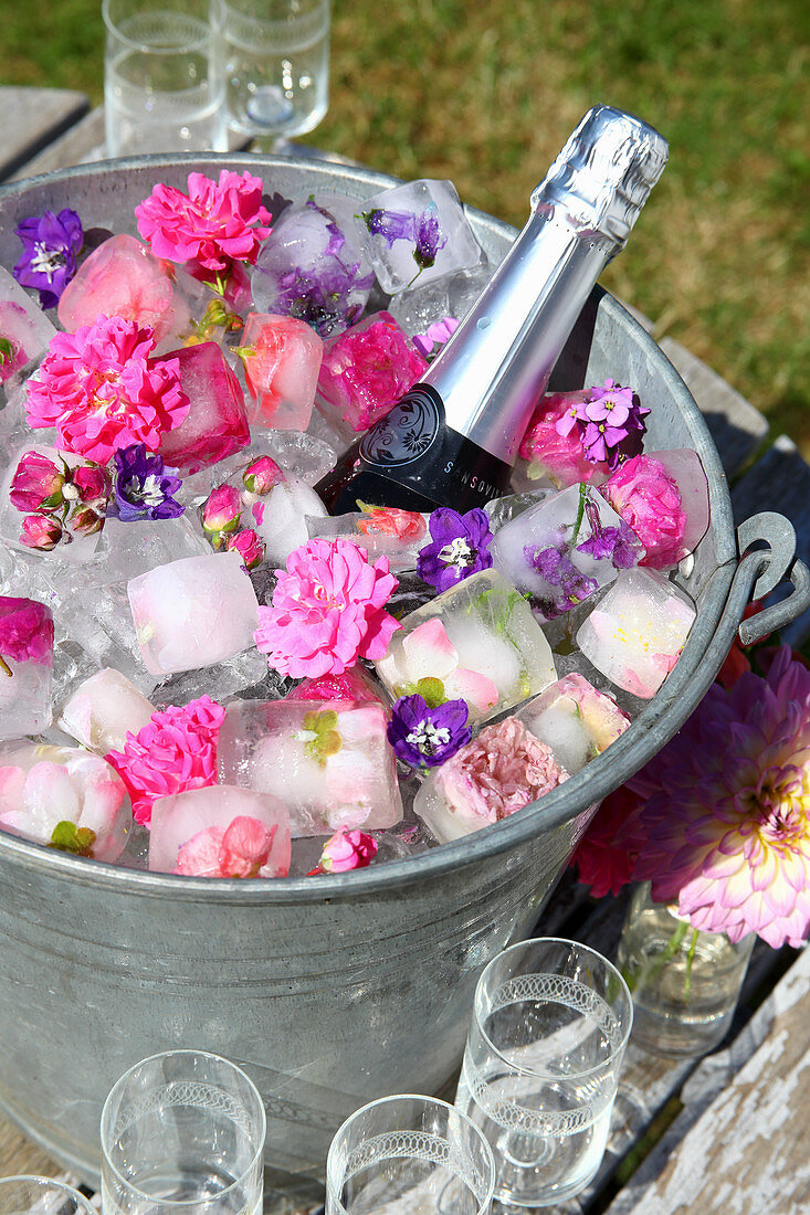 Sektflasche mit Blüten und Eiswürfeln mit eingefrorenen Blüten im Zinkeimer im Garten