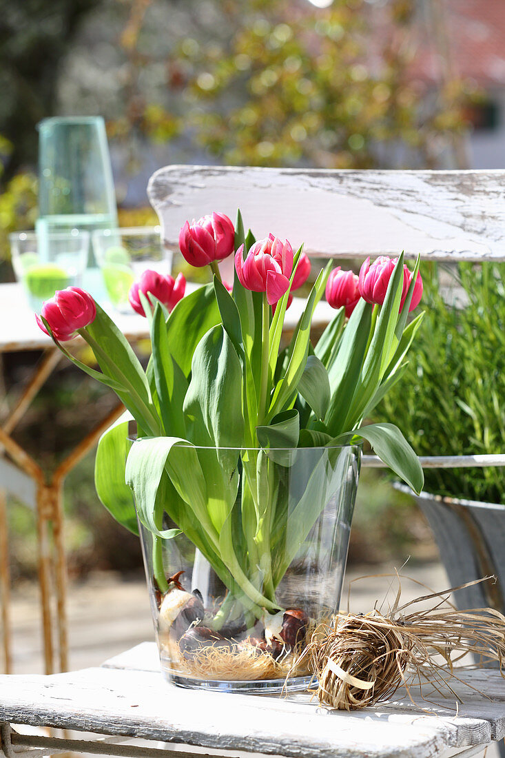 Pink tulips with bulbs in glass vase