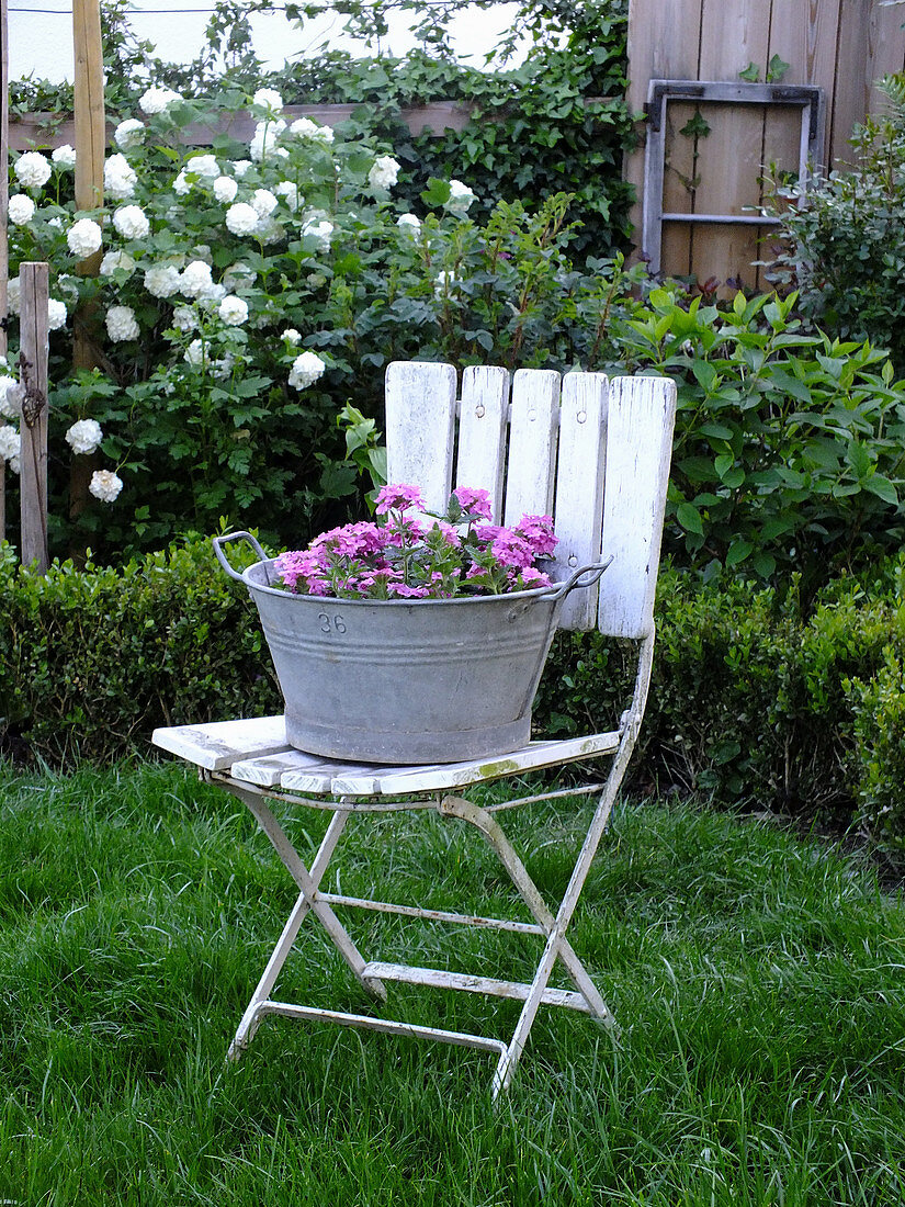 Alter Gartenstuhl mit pinkfarbenem Eisenkraut vor Buchshecke und Schneeballstrauch