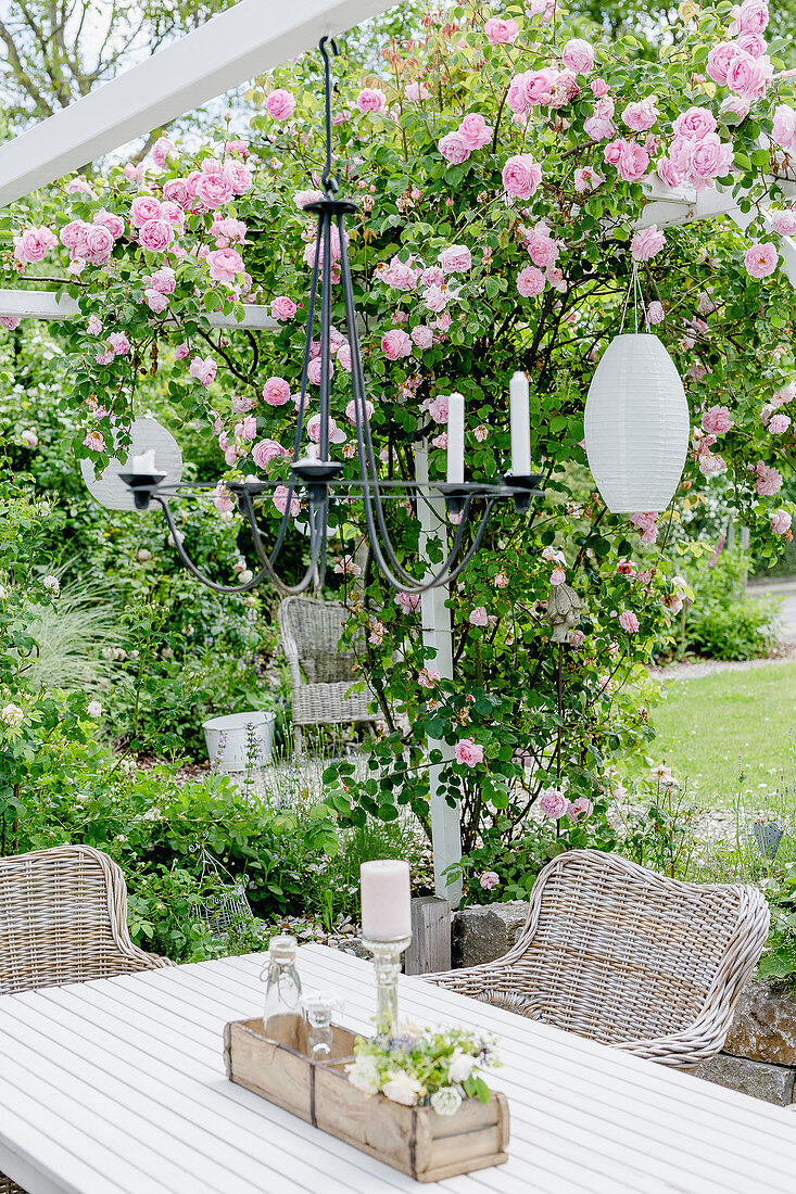 Summer terrace with climbing rose on the pergola