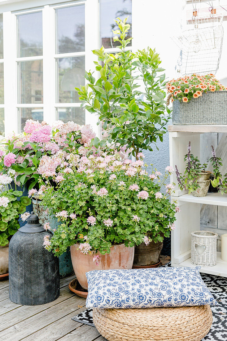 Kübelpflanzen auf der Terrasse: stehende Geranie, Hortensie und Zitrusbäumchen