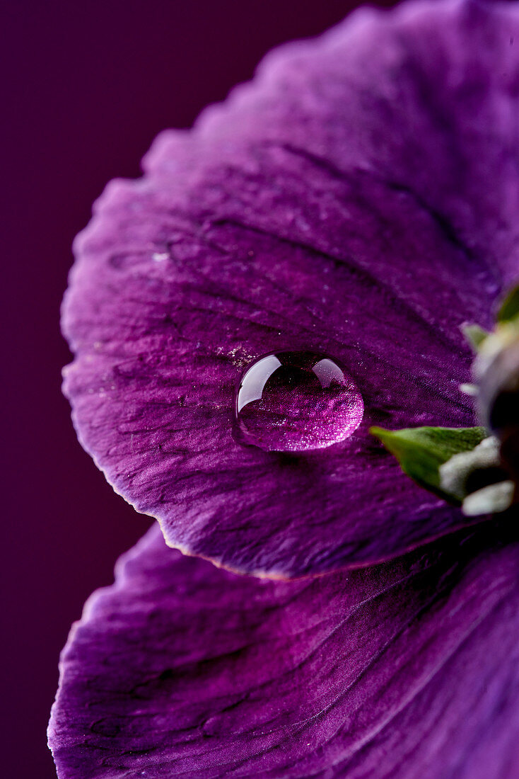 Water droplet on purple flower