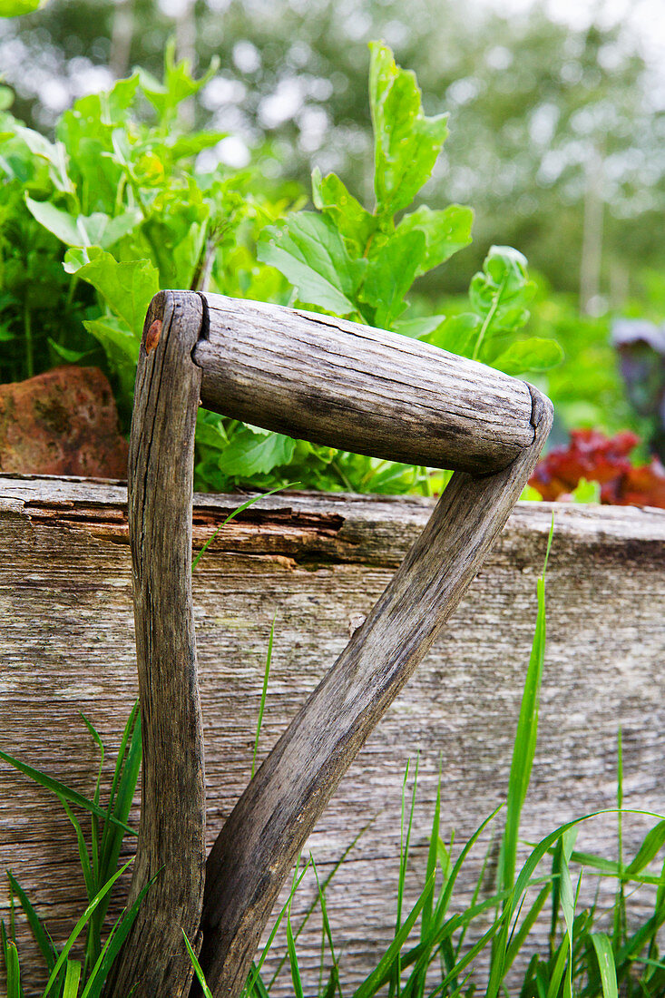 Rucola wächst in einem Holzbeet, davor ein altes Gartengerät