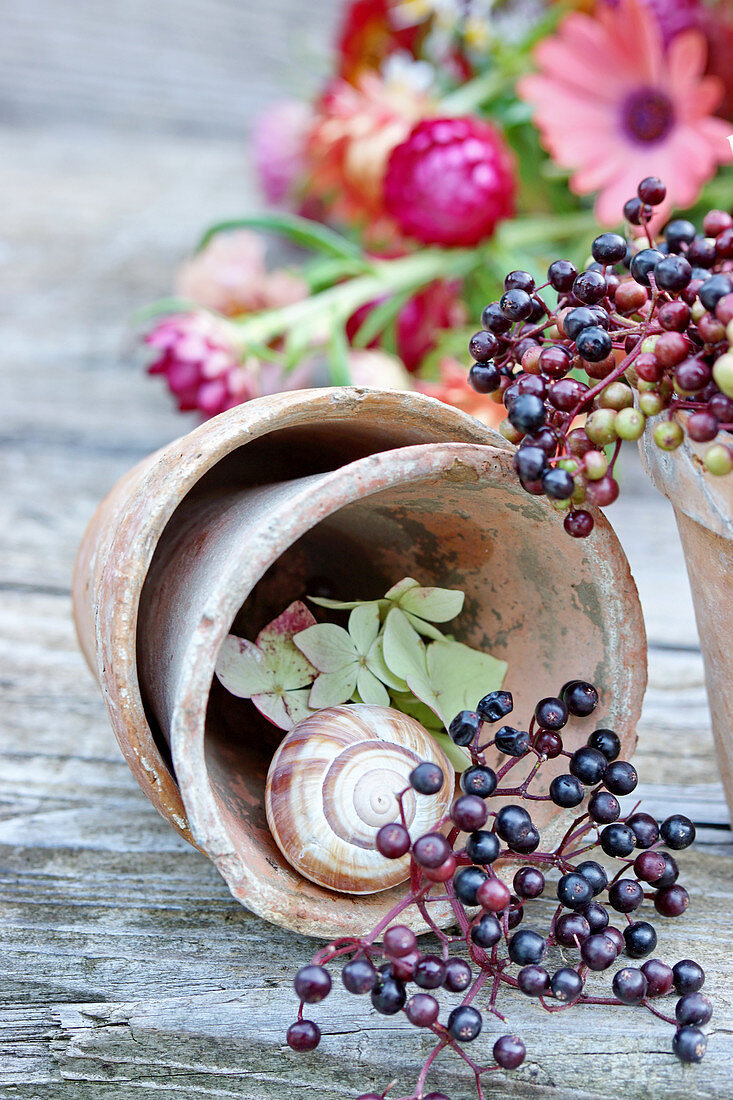 Elderberries and snail shell in plant pot