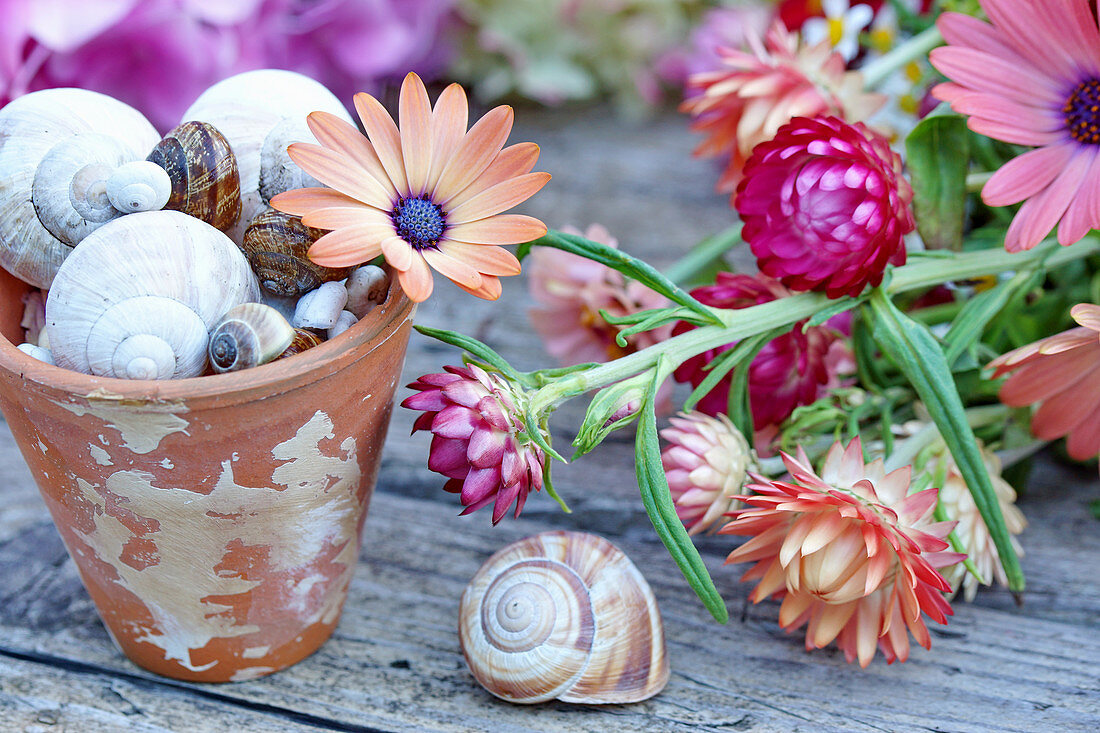 Kapmargerite, Muschelschalen und Schneckenhäuser im Blumentopf und Strohblumen auf Holztisch