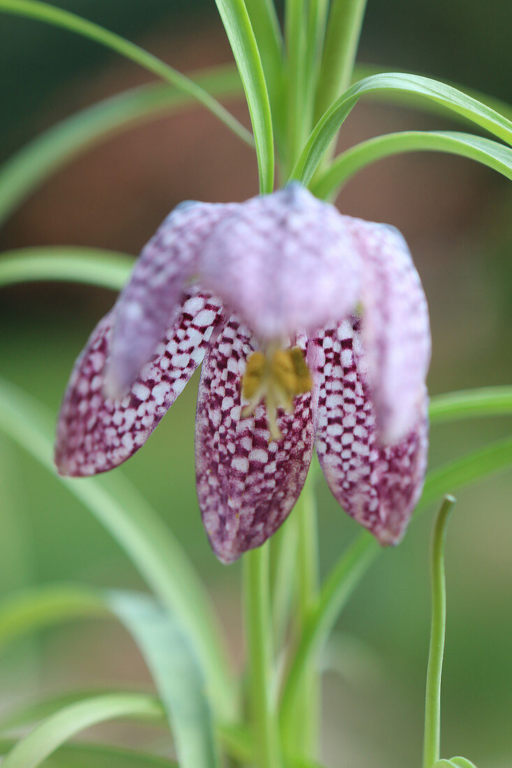 Snake's head fritillary against blurred background