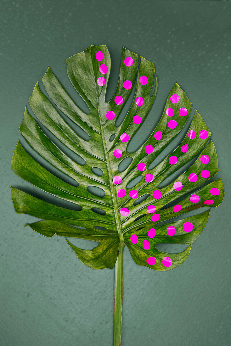 Monstera-Blatt dekorativ verziert mit rosa Klebepunkten