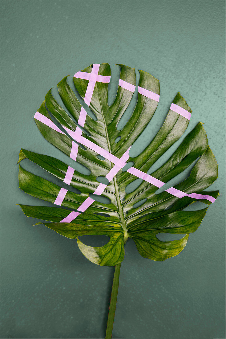 Monstera-Blatt dekorativ verziert mit rosa Tape-Streifen