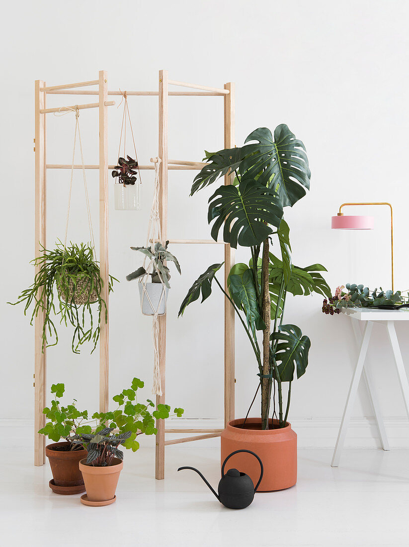 Swiss cheese plant and other houseplants in front of wooden screen frame