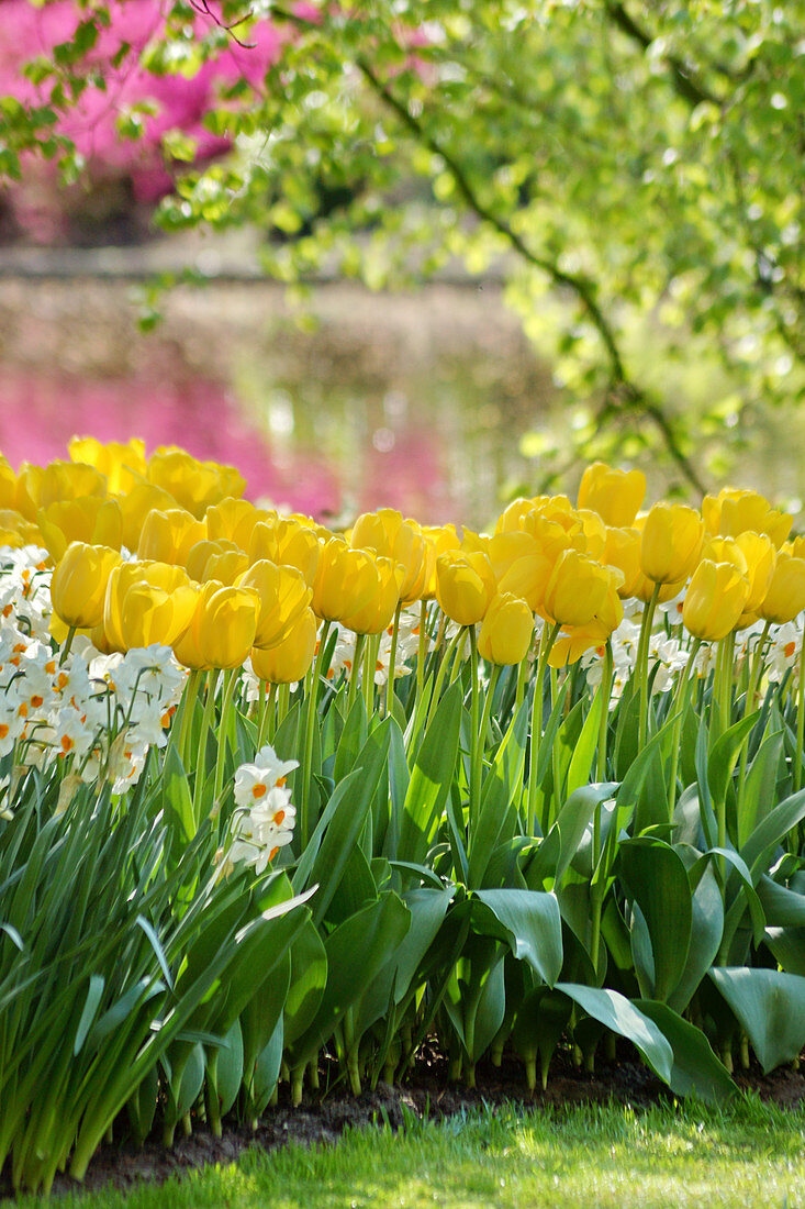 Bed of tulips and narcissus