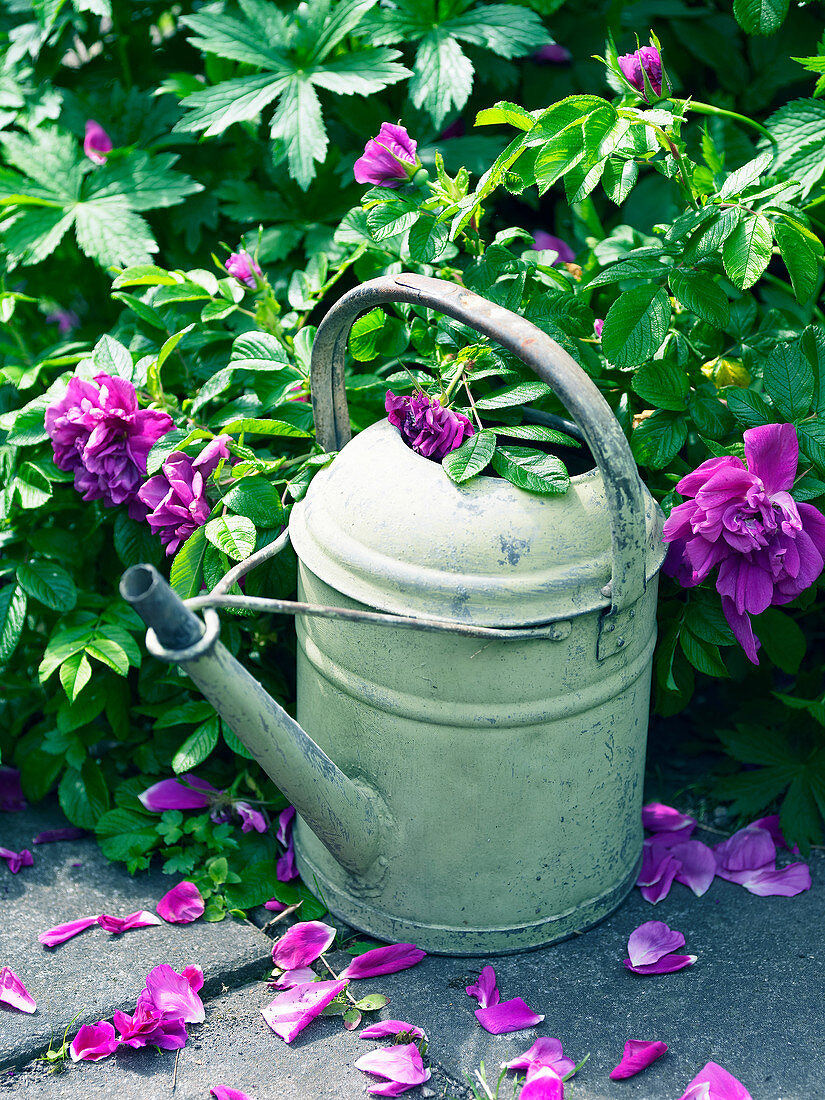 Beach rose 'Hansa' and old watering can
