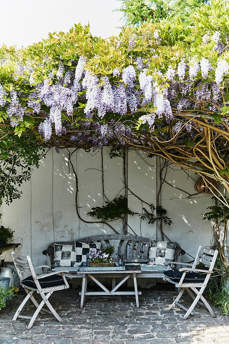 Shady seating area on terrace below wisteria