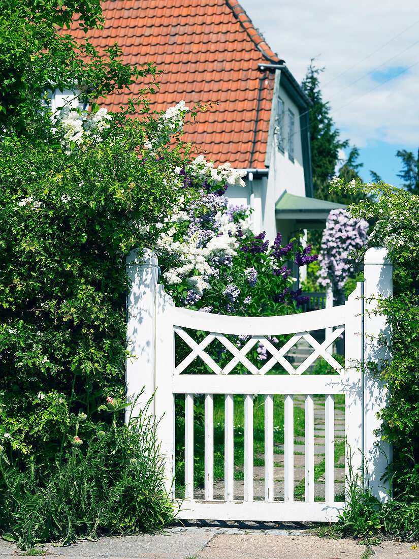 White garden gate and flowering lilac