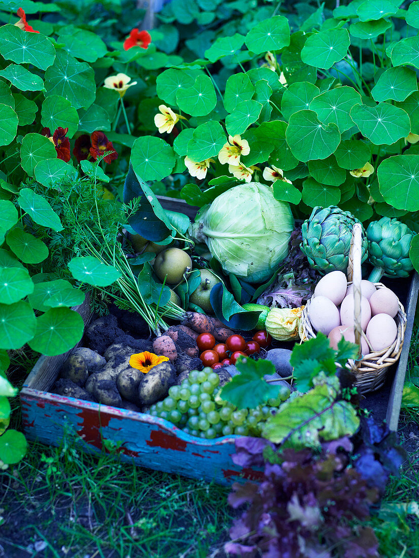 Tray of harvested fruit, vegetables and eggs next to nasturtiums