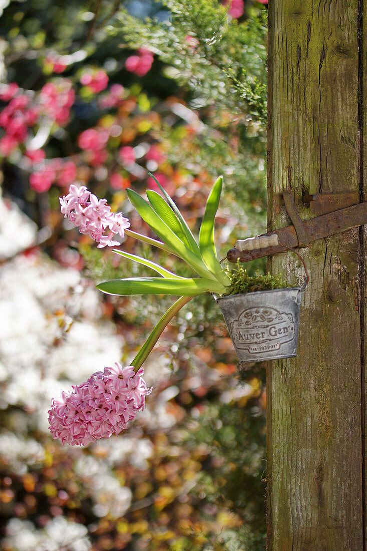 Flowering hyacinths in small bucket hung from post