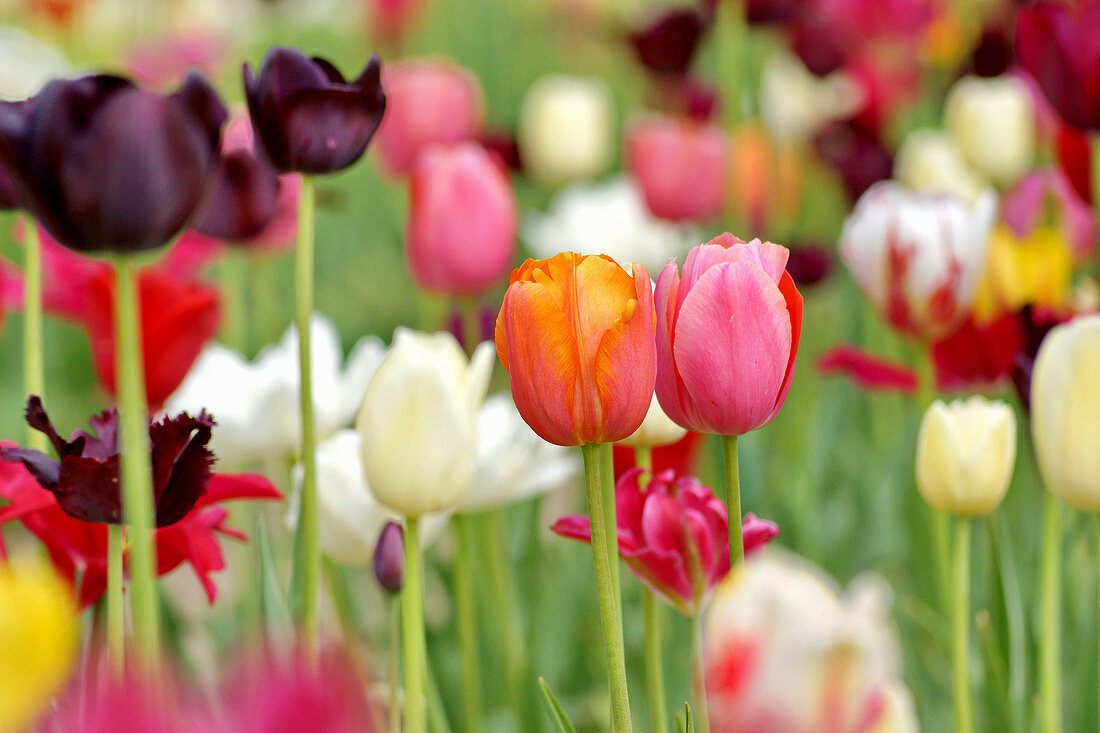 Multicoloured tulips in garden