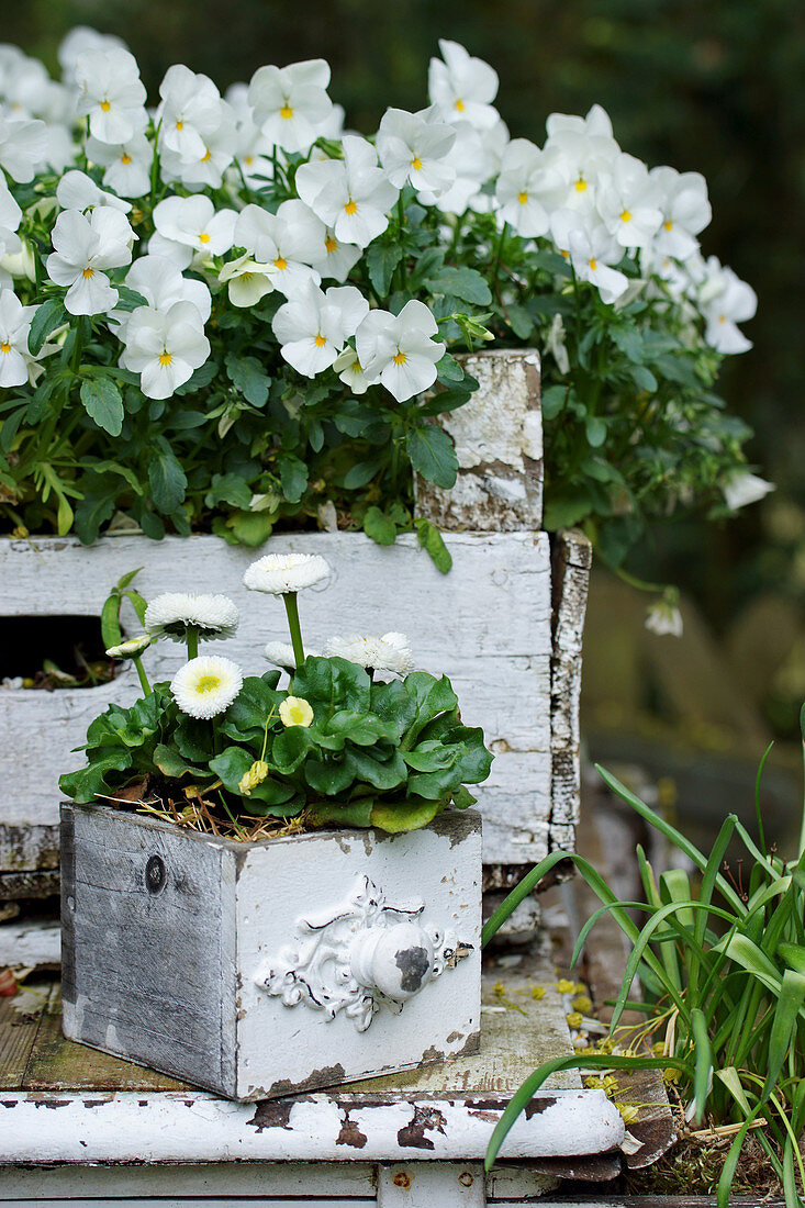 Alte Kisten bepflanzt mit weißen Hornveilchen und Tausendschön