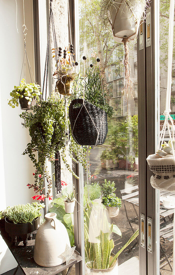 Various houseplants in handmade plant hangers in front of window