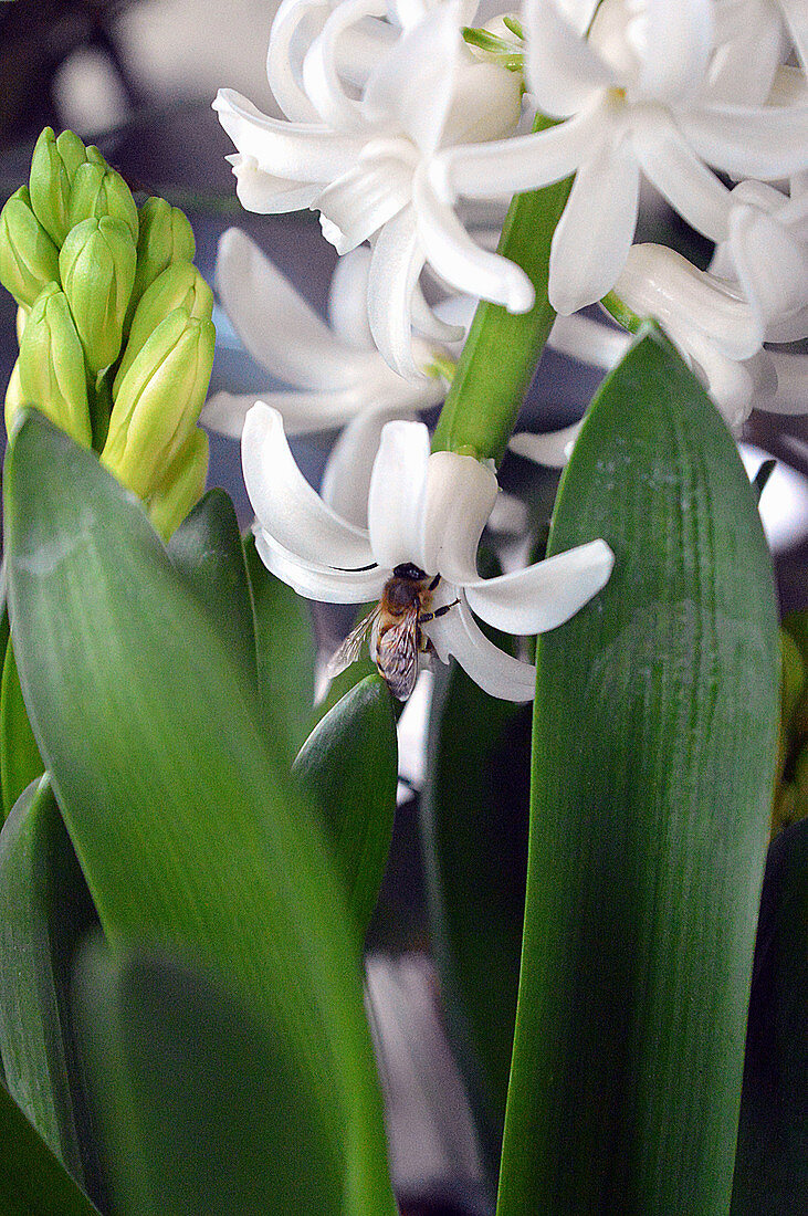 Bee on hyacinth flower