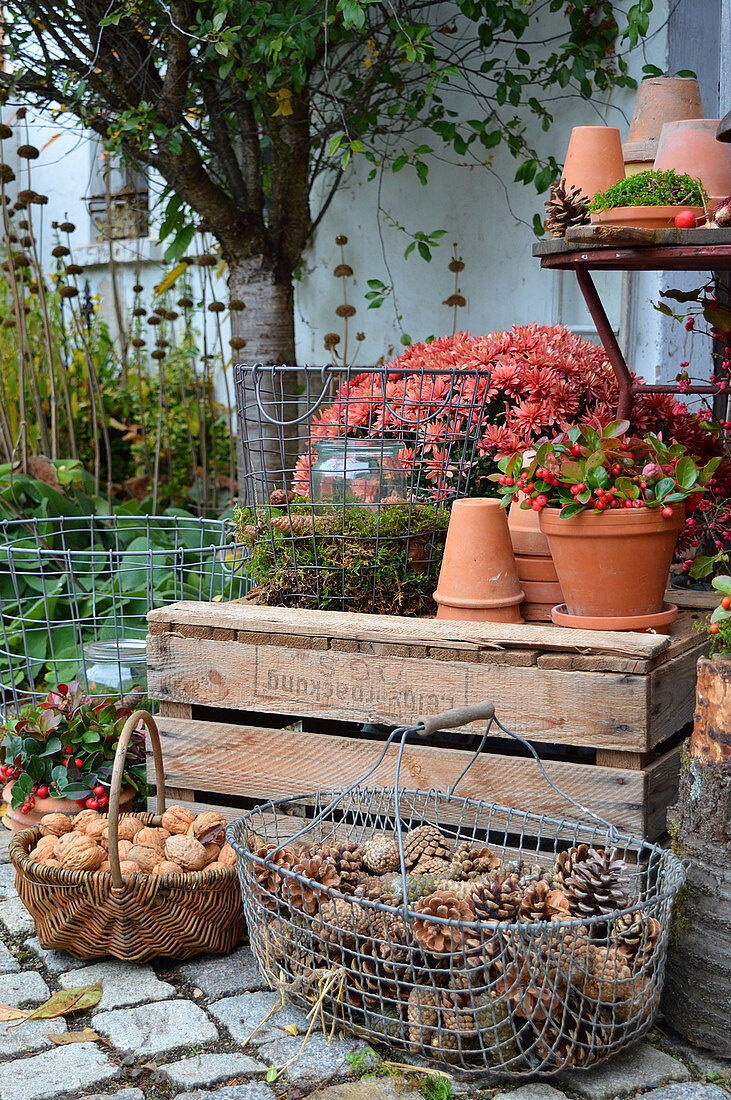 Herbst Arrangement mit Chrysantheme, Scheinbeeren, Windlichtern und Körbe mit Zapfen und Walnüssen