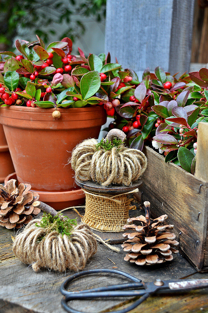 Teaberry plants, hessian ribbon and pine cones