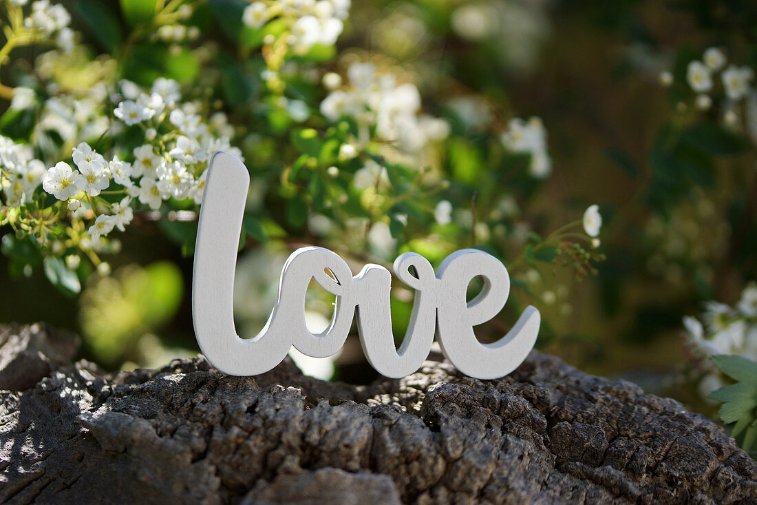 Schriftzug 'Love' auf Baumrinde