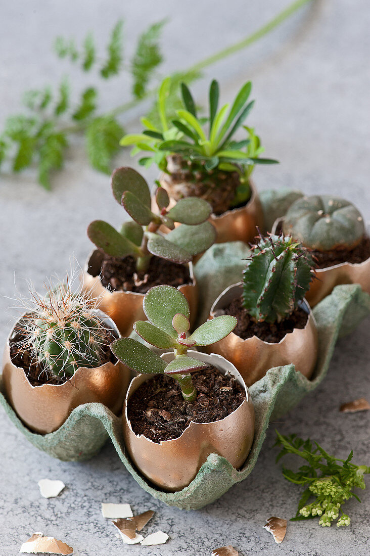 Cacti and succulents planted in egg shells