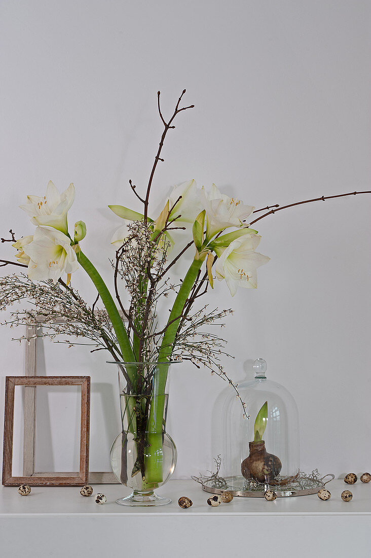 Weiße Amaryllis mit Ginster und Zweigen in Glasvase, treibende Amarylliszwiebel unter Glasglocke