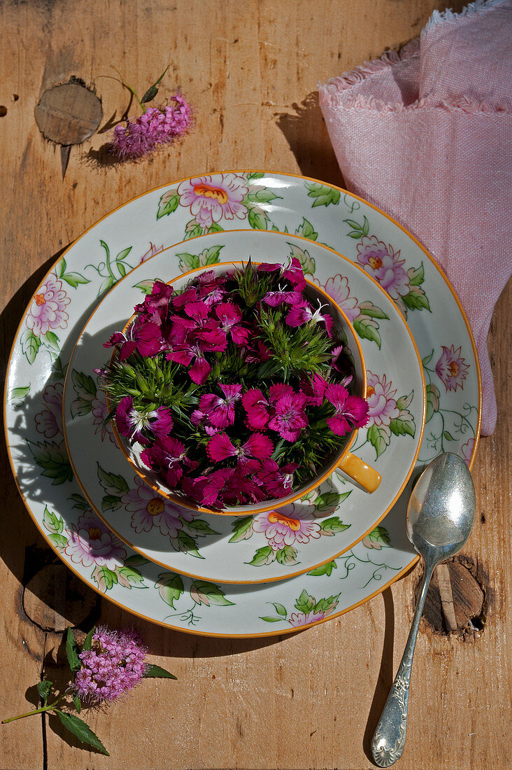Blüten der Bartnelke in Teetasse, Spierstrauchblüten auf dem Tisch