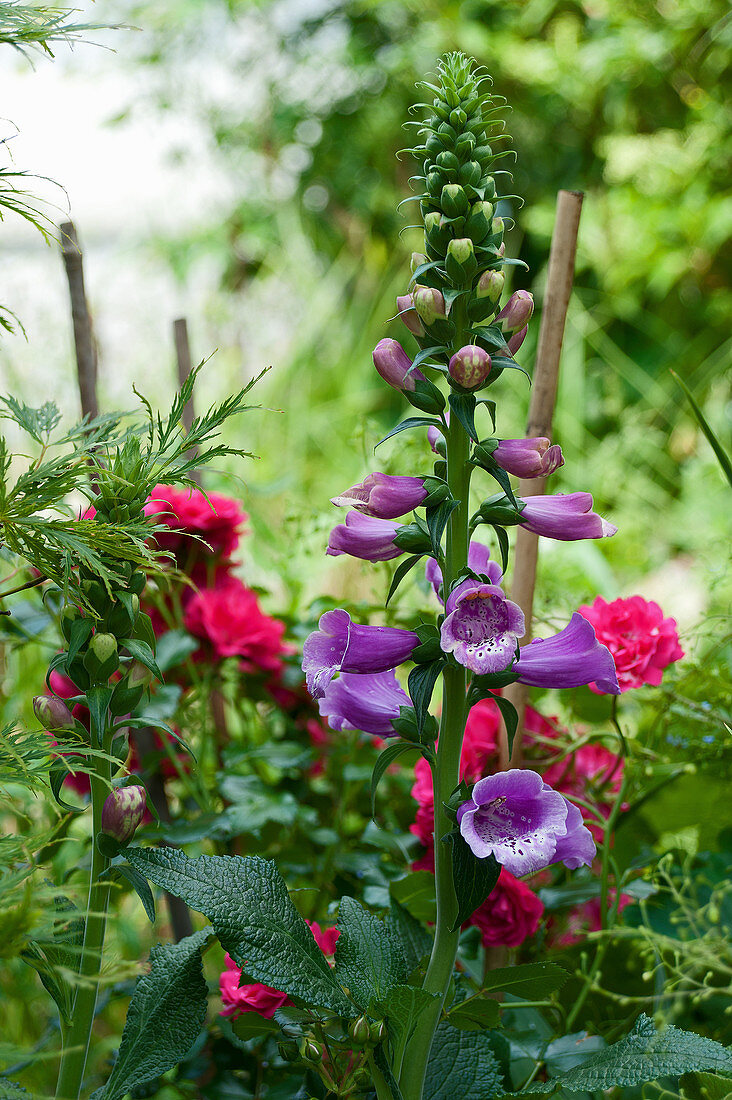 Purple foxglove flowering in summer garden