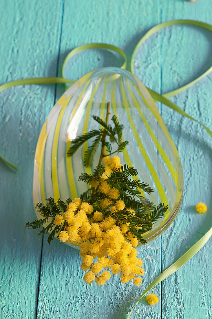 Flowering mimosa on glass dish