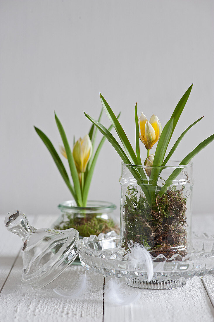 Yellow wild tulips and moss in glass sweet jars