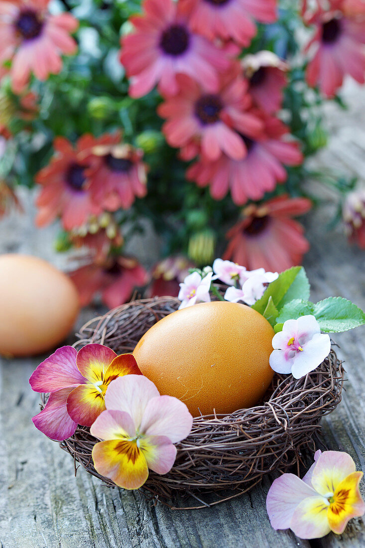 Osterei in Nest, dekoriert mit Blüten von Hornveilchen