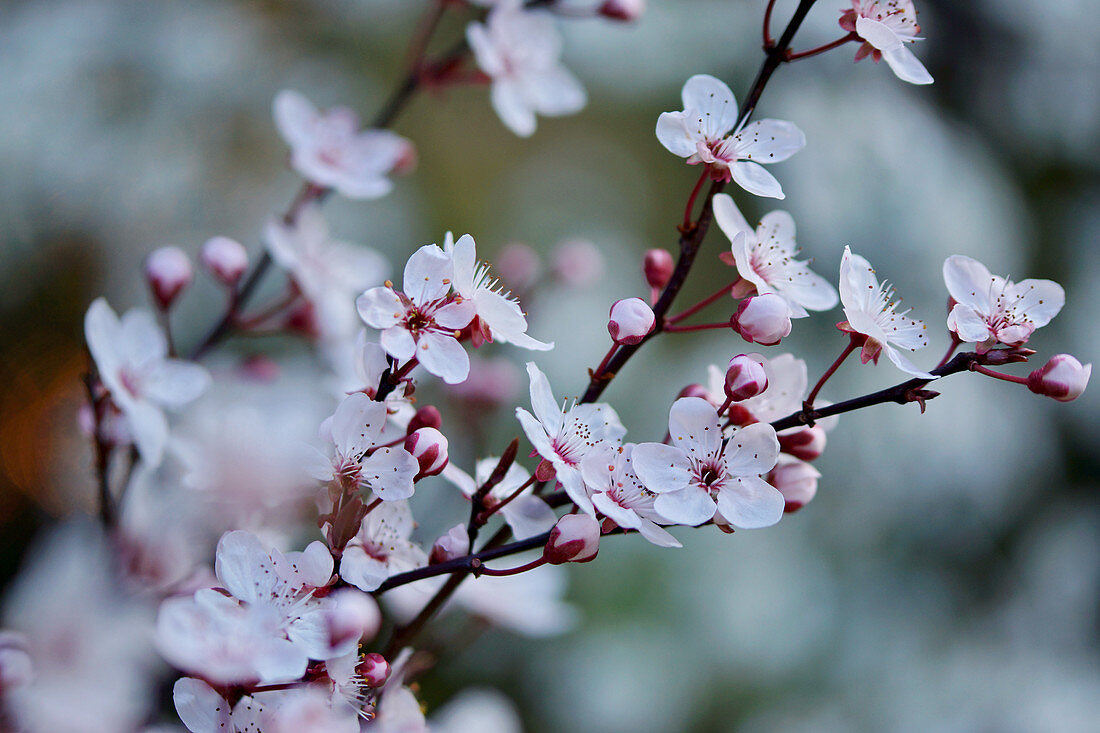 Flowering cherry plum