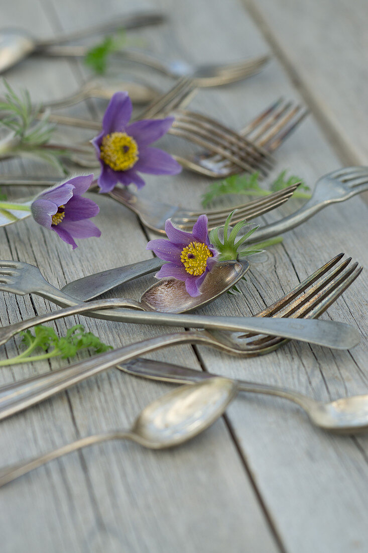 Silver cutlery and pasque flower (Pulsatilla vulgaris)